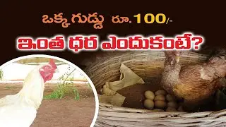 భీమవరం మెట్టవాటం కోళ్ల పెంపకం - బ్రీడింగ్ | CountryChicken Breeding | శ్రీనివాస్ | #Saagubadi