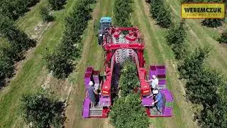 Mechanical sour cherry harvest with FELIX/Z | Efficient picking fruit from trees | WEREMCZUK