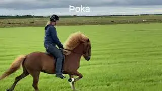 Island - Horse - Shopping - Tour 2020 Day 2