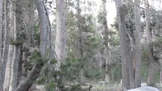What the hell is it? Forest Sound! Bigfoot?