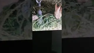 زرگوش با بچحاش  Рыжий кролик  с       Kaninchen .крольчатами ginger  rabbit. Ingwe