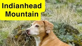 Idaho Native Plants: Indianhead Mountain #2
