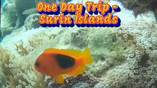 Snorkeling Surin Island Thailand