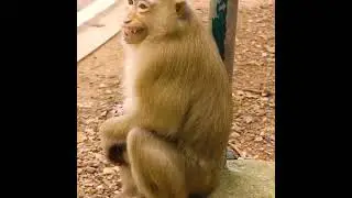 Cute Baby Monkey - Most Smart Baby Monkey In The  World