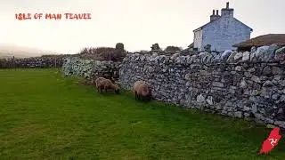 CREGNEASH (Creneash) | Loghtan Sheep 🇮🇲 isle of man
