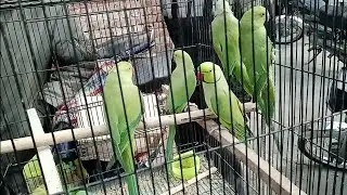 Shalimar Sunday birds market Lahore/latest update