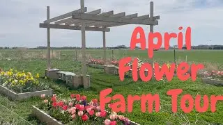 April Flower Farm Tour, Flowers in Bloom, what flowers came back!