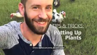 Tips and Tricks: Potting Up Plants