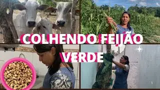 Dia Corrido,Vida Real 😅 Lavei Prato, Roupa, Fiz Almo&ccedil;o, Colhi Feij&atilde;o Verde e Brinquei com os Bois 🐂🌱