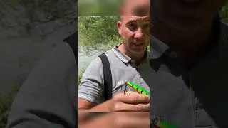 Kedvenc gy&aacute;ri harcs&aacute;s wobblerek #laposattila