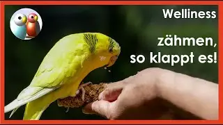 Wellensittiche zähmen durch Vertrauen, so klappt das Tipps! 208