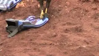 Galapagos hawk kills iguana after cathing it from the fin