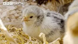 This Mother Hen Talks To Her Eggs &ndash; And They Chirp Back! | BBC Earth