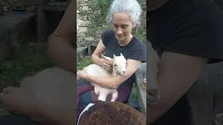 Drinking whiskey and eating nibbels together with Quinten our baby #goat. #livingoutdoors #packgoats