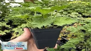 PELARGONIUM &lsquo;NEW GYPSY&rsquo; REGAL GERANIUM! INCREDIBLE FLOWER! eBay Review