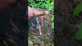Breaking to Open Yellow Crystal Vein in Stone &ndash; What&rsquo;s Inside? satisfying rock cracking