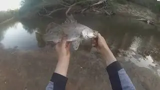 Barramundi, Archer Fish, Tarpon and Sleepy Cod fishing Queensland, Australia