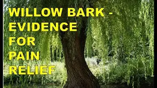 Do Studies Show Willow Bark (Salix spp) Reduces & Inflammation?
