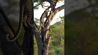 Leopard climbing tree with her cubs and enjoying the day #shorts #animals