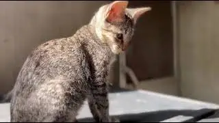 Result of the fishbone stuck on cat's throat