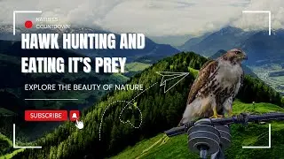 Hawk hunting and eating it's prey