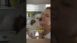 Why Are Chihuahuas So Aggressive?