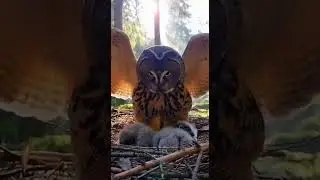 An Owl Protecting Two Sleeping Chicks in the Quiet Forest Night #owl #wildlife #nature