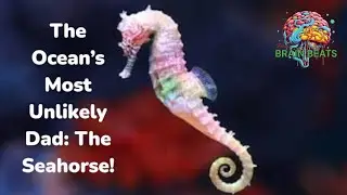 The Ocean&rsquo;s Most Unlikely Dad: The Seahorse! #BrainBeats #Seahorse #MarineLife #OceanFact #Wildlife