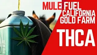 Mule fuel by California gold farm #thca2025