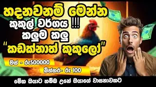 හදනවනම් මෙන්න කුකුලෝ- Kadaknath chickens farming Sri Lanka |2025