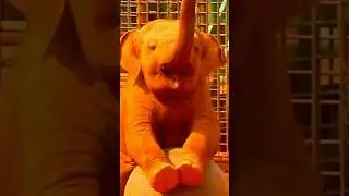 Before & After Animals Growing Up. Amazing Animal Transformation💥#animaltransformations #animals