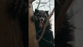 Что такое Догмэн? Опасный паранормальный лесной хищник #паранормальное #забавныефакты #страшно