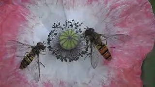 Tags Separated By Comma Zen, calm, peaceful free stock video  Free for use & download
