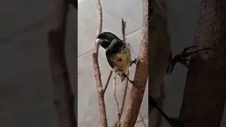 Coleiro Laranjeira Cantando Tui Tui &ndash; Canto Limpo e Afinado!  #opassarinheiro #papacapim #birds