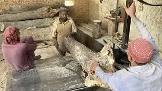 Massive Keekar Wood Trunk Cutting on Industrial Sawmill 
