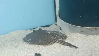 Potamotrygon reticulatus ( Netzstachelrochen ) DNZ 2