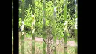 ЭМЛЕРИЯ  (OEMLERIA)  сем. Розоцветных
