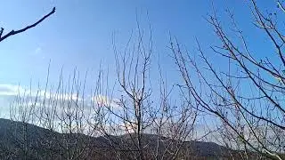 Πυκνο σύστημα φύτευσης κλάδεμα 5-6 χρονιάς