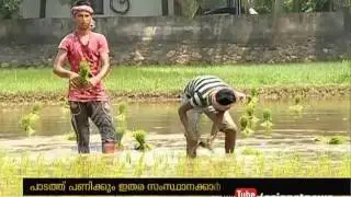 Bengali Workers farming at Kerala