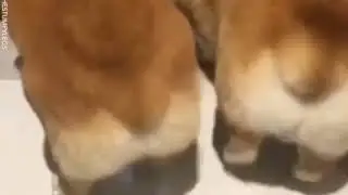 Corgis twerking 😂🍑