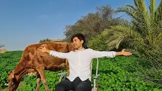  شاید فردایی نباشد