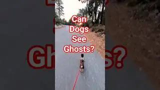 While walking in Lake Arrowhead, Coco suddenly started running like something is chasing him #ghost