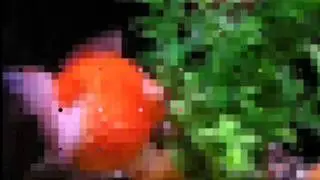 digital gold fish