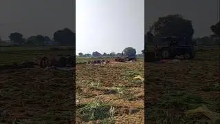 Workers Working in a Carrot Field || Machine Washing Carrots || Cultivation of Red Carrot ||