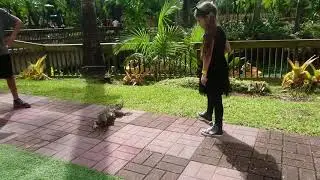 2017-10 Pumpkin catch 🎃 in Pinto's Farm