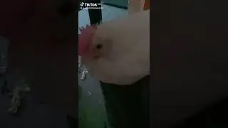 V&iacute;deo parte 3 mi pollita saltando sobre mi pierna, ella quiere pernoctar saludos