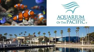 Aquarium of the Pacific | Shoreline Aquatic Park | Swan Boat Rental | Hyatt Regency Long Beach