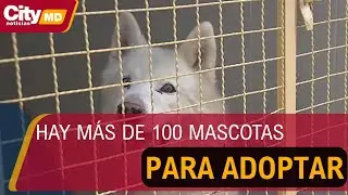 IDPYBA realiza la primera jornada de adopción de animales de compañía del año en Bogotá | CityTv