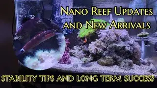 stability tips and long term success with my nano reef tank