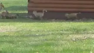 Mama Fox Feeding Seven Babies
